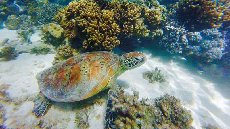 Join Mission Beach Dive for an exciting day cruise and snorkeling adventure at the incredible Outer Great Barrier Reef.